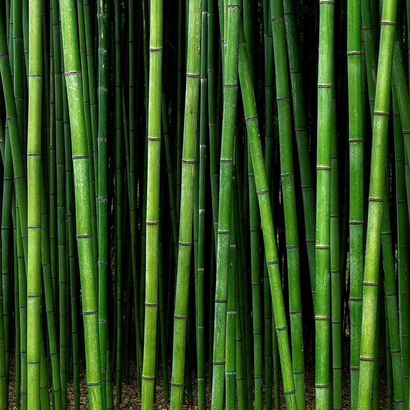 Bambus 2