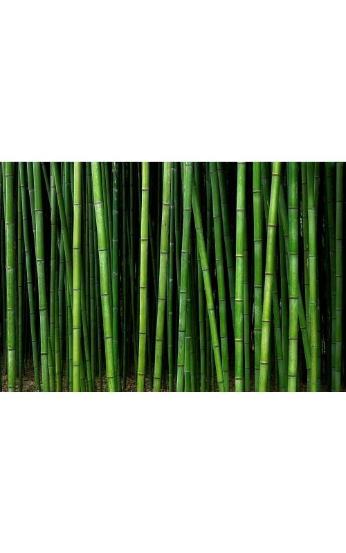 Bambus 2 - L - 300183