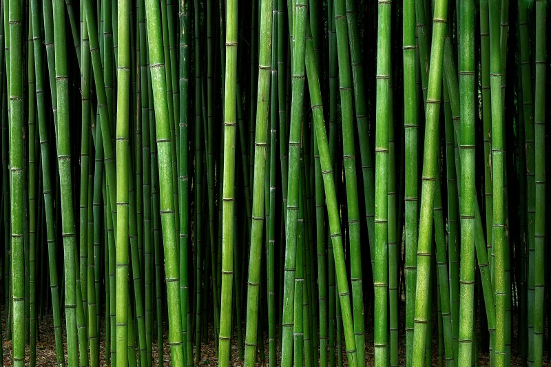L 300183 Bambus 2
