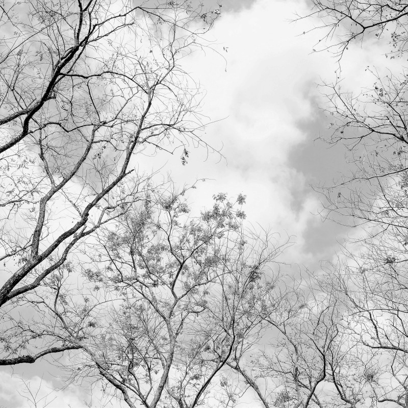 Baumkronen im Himmel