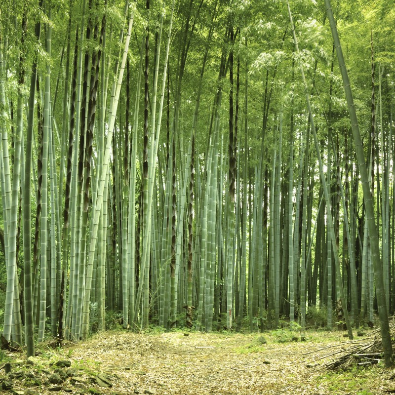 Bambus 01