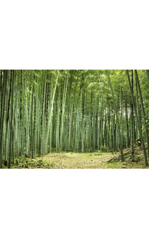 Bambus 01