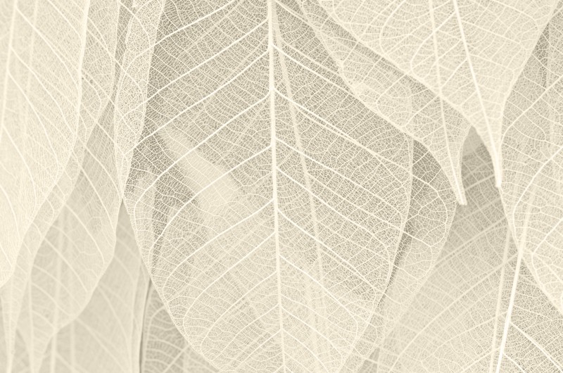 L 300407 Leaves Wall