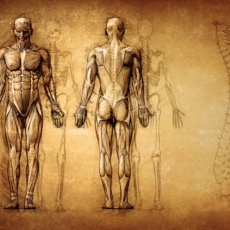 Anatomie des Menschen