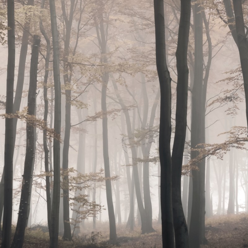 Nebelwald im Herbst 01