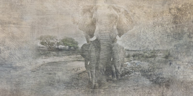 T 800145 Elefantenfamilie